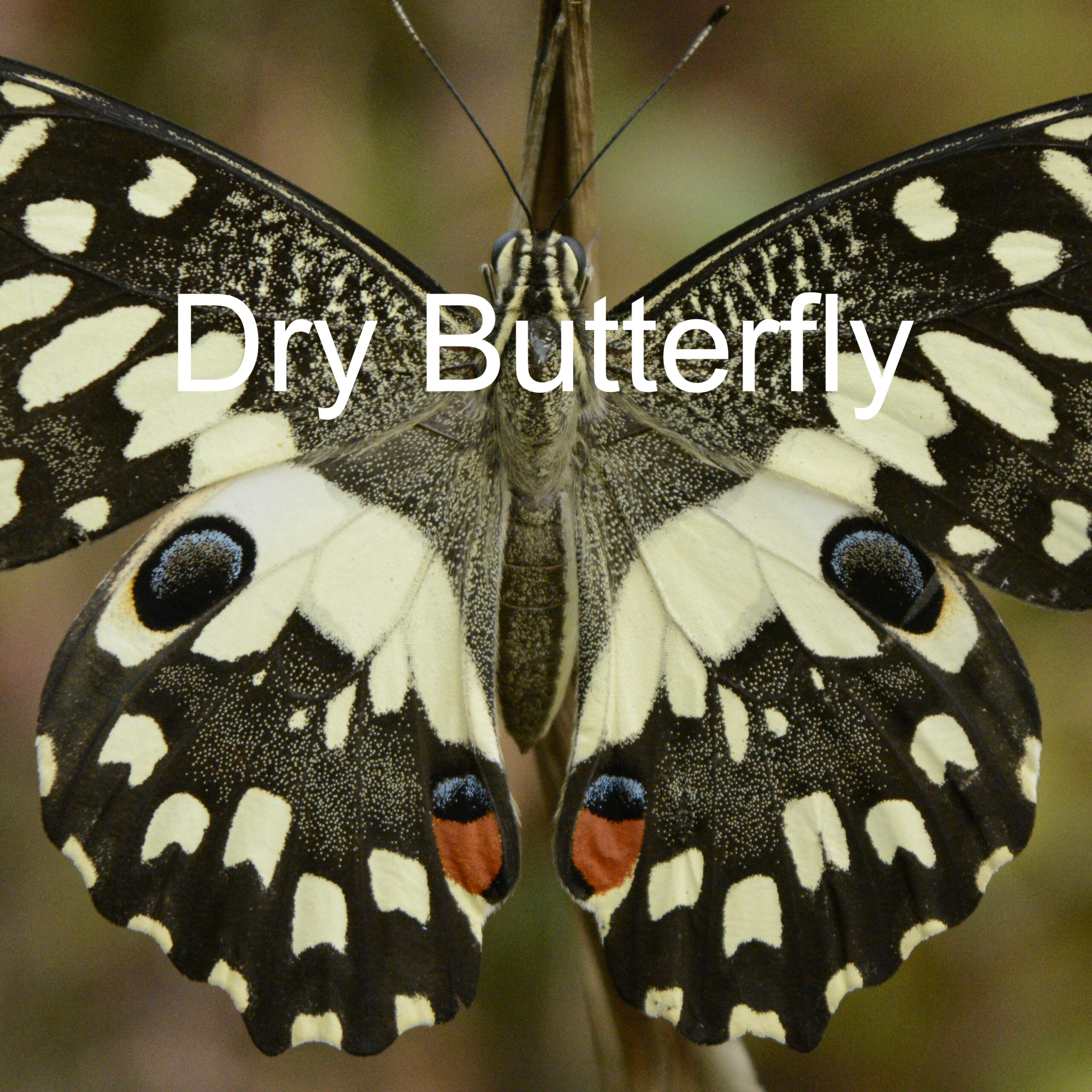 Dry Butterfly